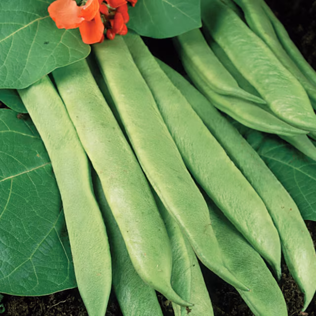 Runner Bean 'Polestar'